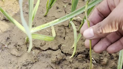 Small 1–2 ft Okra Plant Still Producing Fresh Okra 🌱💚