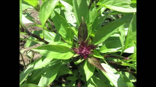 Healing For Centuries Thai Basil Sept 2022
