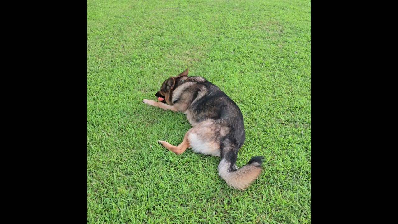 Virgil the sable german shepherd.