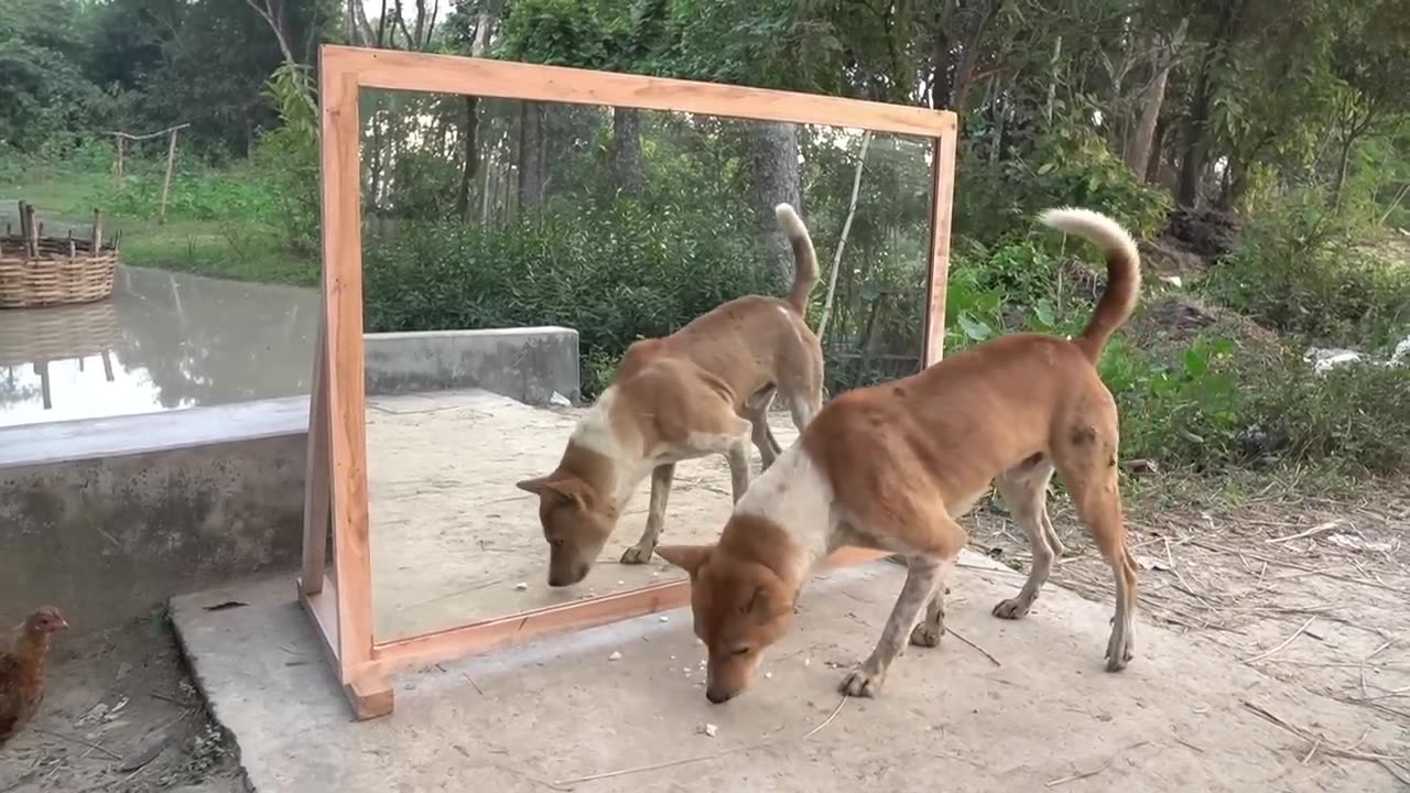 Angry dogs reaction with mirror