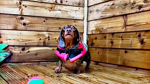 😂😆 "This Dog Just Invented Comedy!" 😂😆