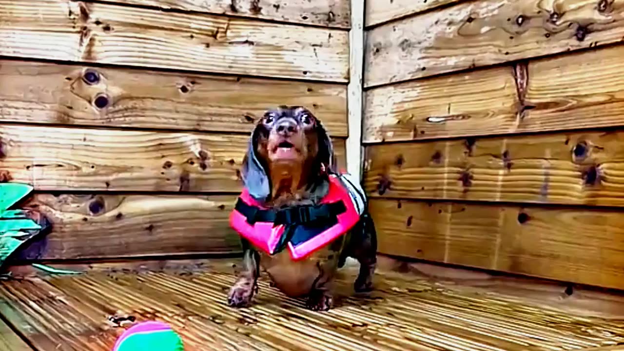 😂😆 "This Dog Just Invented Comedy!" 😂😆