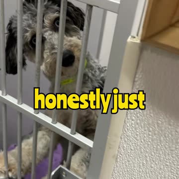 That’s Not a Normal Dog… 👁️🐕