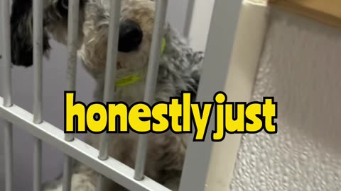 That’s Not a Normal Dog… 👁️🐕