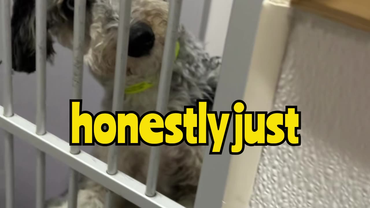That’s Not a Normal Dog… 👁️🐕