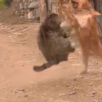 Funny animals video