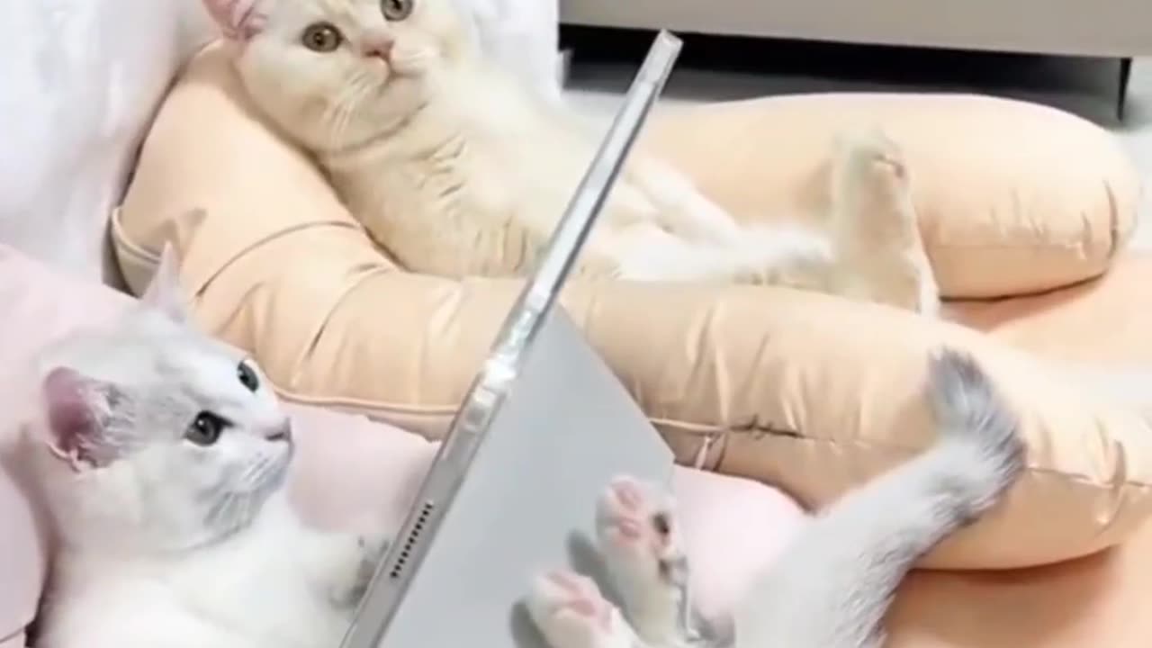 Purrr-fect Giggles | Funny Cat Adventures π±π