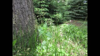 Purification and Cleansing Sweetgrass July 2022