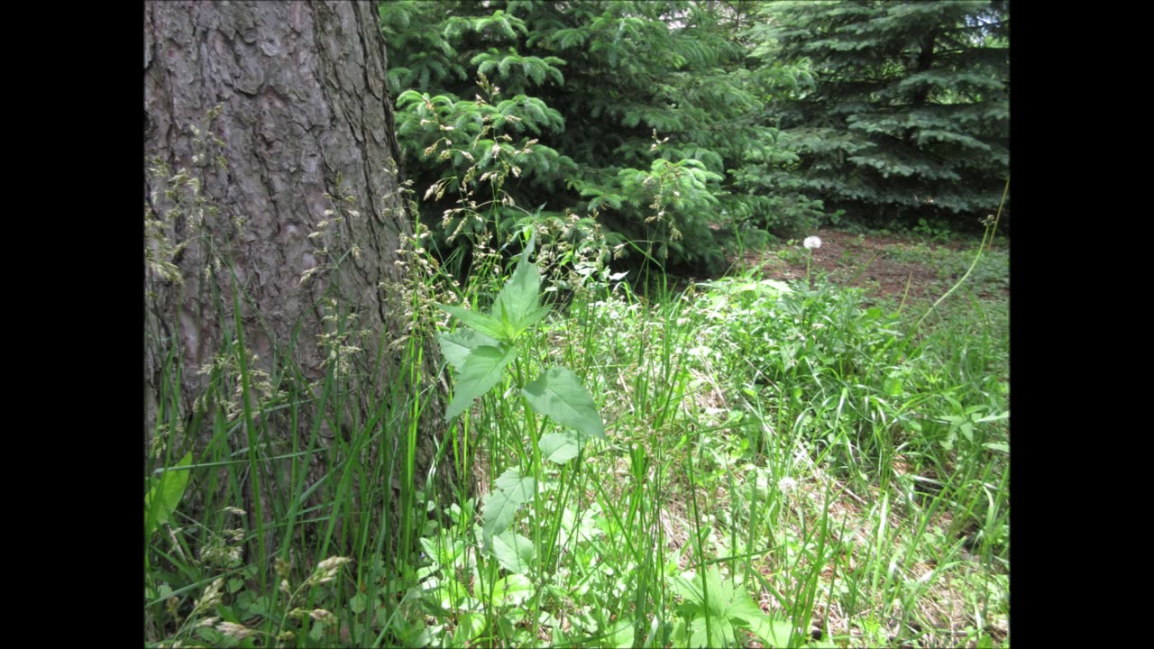 Purification and Cleansing Sweetgrass July 2022