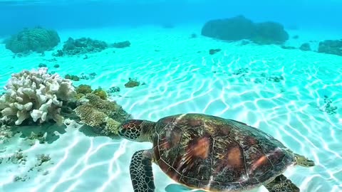 Sea turtle