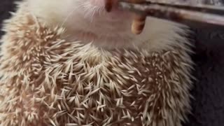 This Hedgehog Is So Cute