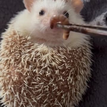 This Hedgehog Is So Cute