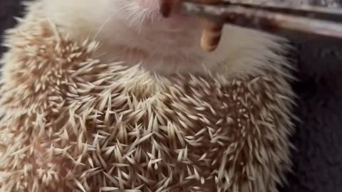 This Hedgehog Is So Cute