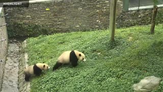 1.5 Hours of Adorable Pandas