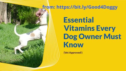 Essential Vitamins Every Dog Owner Must Know (Vet Approved!)