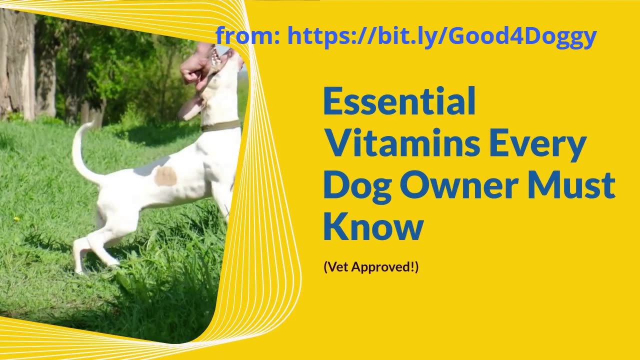 Essential Vitamins Every Dog Owner Must Know (Vet Approved!)