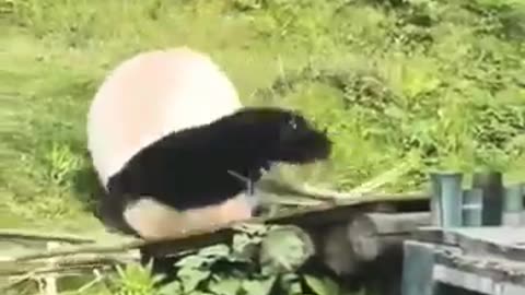 Cute Panda