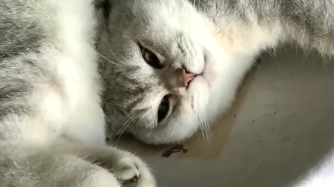 Happy moments with pets