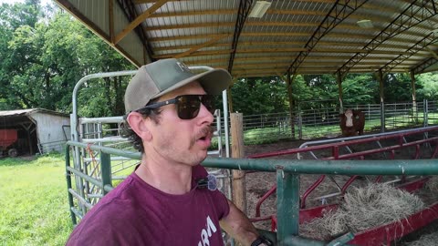 Sick cow update, more fence repair, & more rain on the way!