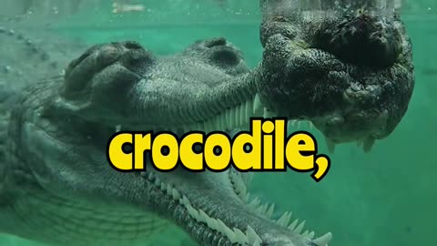 This Crocodile Looks Like a Real-Life Dragon 😳🐊