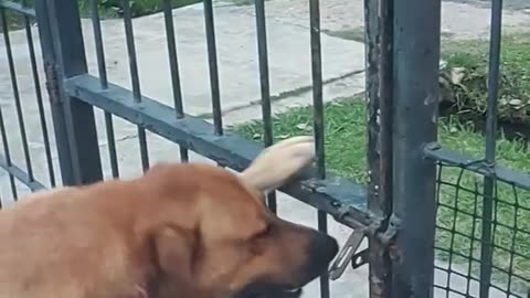 Dog Opens a Gate on His Own