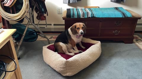Happy Birthday Daisy the Beagle