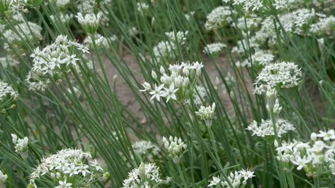 Nine Moon Snow of Chive Blossoms