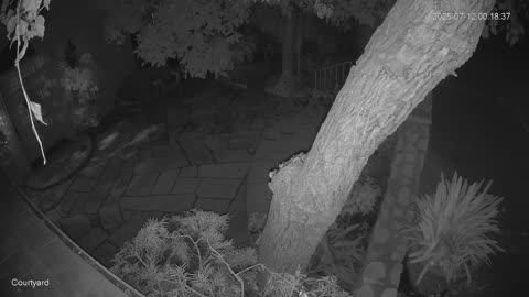 🐻😂 Raccoon's Epic Fail in the Fountain Will Leave You in Stitches! | FunFM