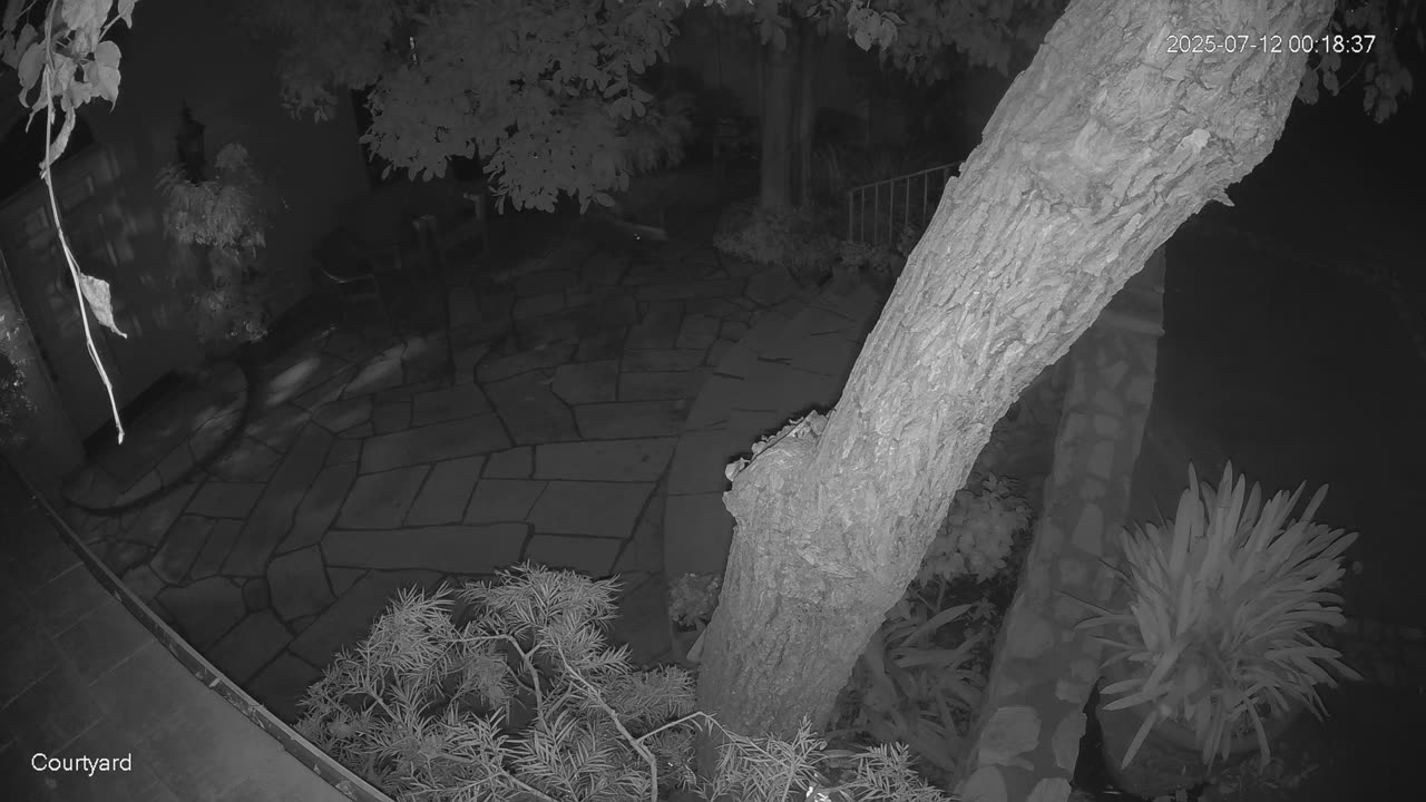 🐻😂 Raccoon's Epic Fail in the Fountain Will Leave You in Stitches! | FunFM