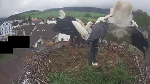 Defending the nest from an intruder 👏