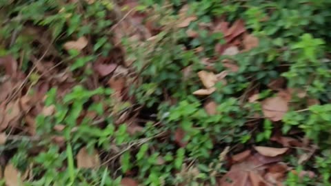 Vlog Forest and Mountain