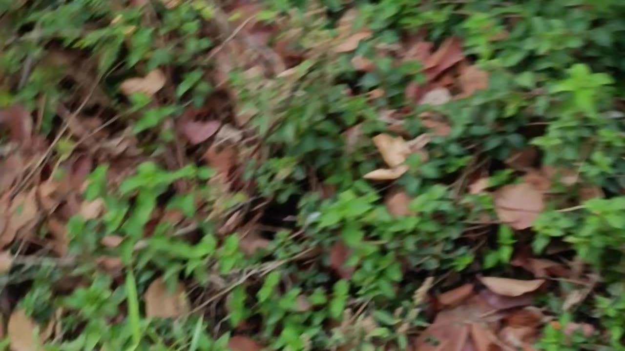 Vlog Forest and Mountain