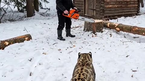Mother Snow Leopard Saves Her Cub with the Help of an Old Guy!