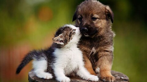 AWW Animals SOO Cute! Cute baby animals Videos Compilation cute moment of the animals