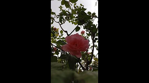 beautiful roses and hayedeh