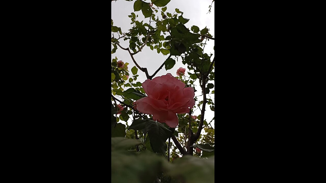 beautiful roses and hayedeh