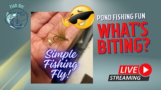 Urban Pond Fly Fishing, let's see what is biting #mobile #fishing #livestream