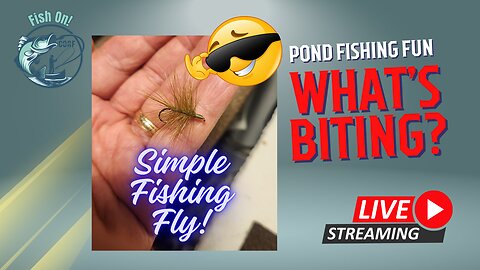 Urban Pond Fly Fishing, let's see what is biting #mobile #fishing #livestream