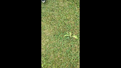 Babysitting Cass Episode 2 - Sour Apple