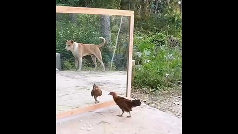 Who are u,like me,,,? 🐕🐓🤣