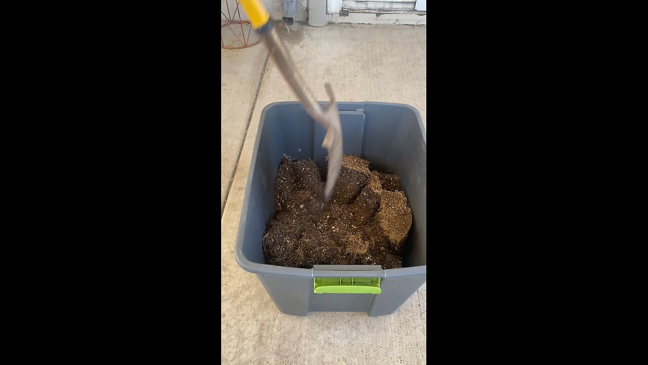 Growing Potatoes From Sprouts