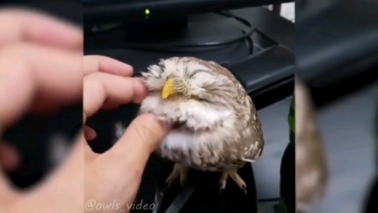 funny videos