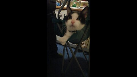 Funny cats