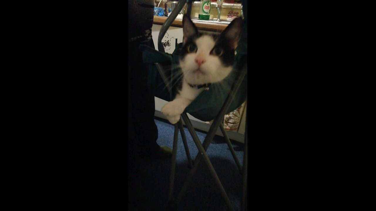 Funny cats