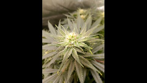 Wedding cheesecake week 13 day 3