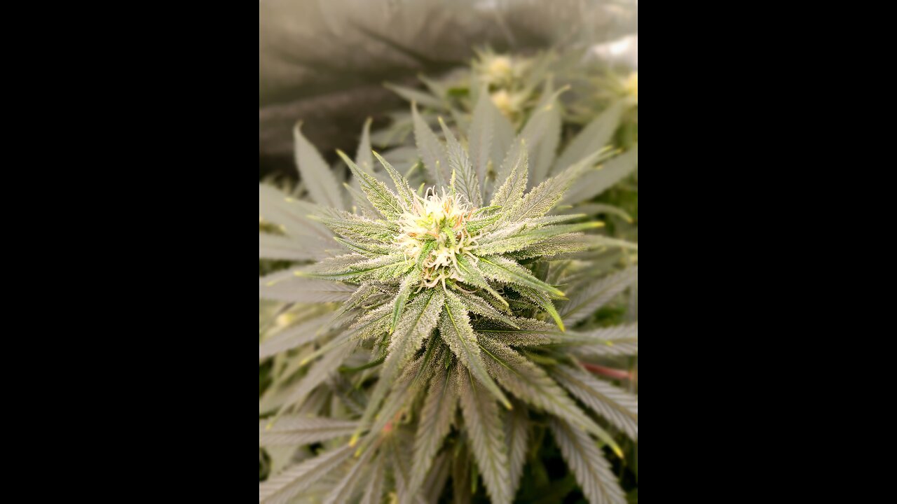 Wedding cheesecake week 13 day 3