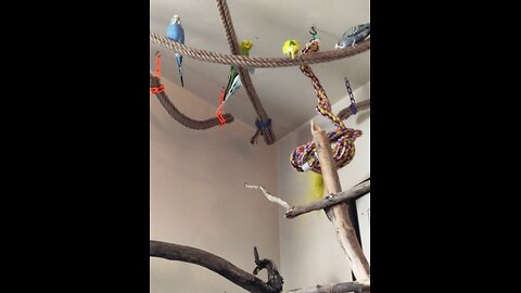 Budgie Delight