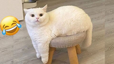 Viral Try Not To Laugh Cats And Dogs Videos 😁 - BEST Funny Animal Videos 2025