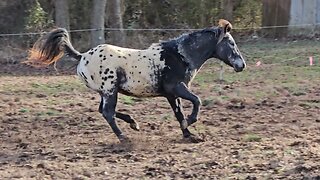 Chain reactions...💐♥️🐎🐎🐎♥️🫶