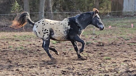 Chain reactions...💐♥️🐎🐎🐎♥️🫶